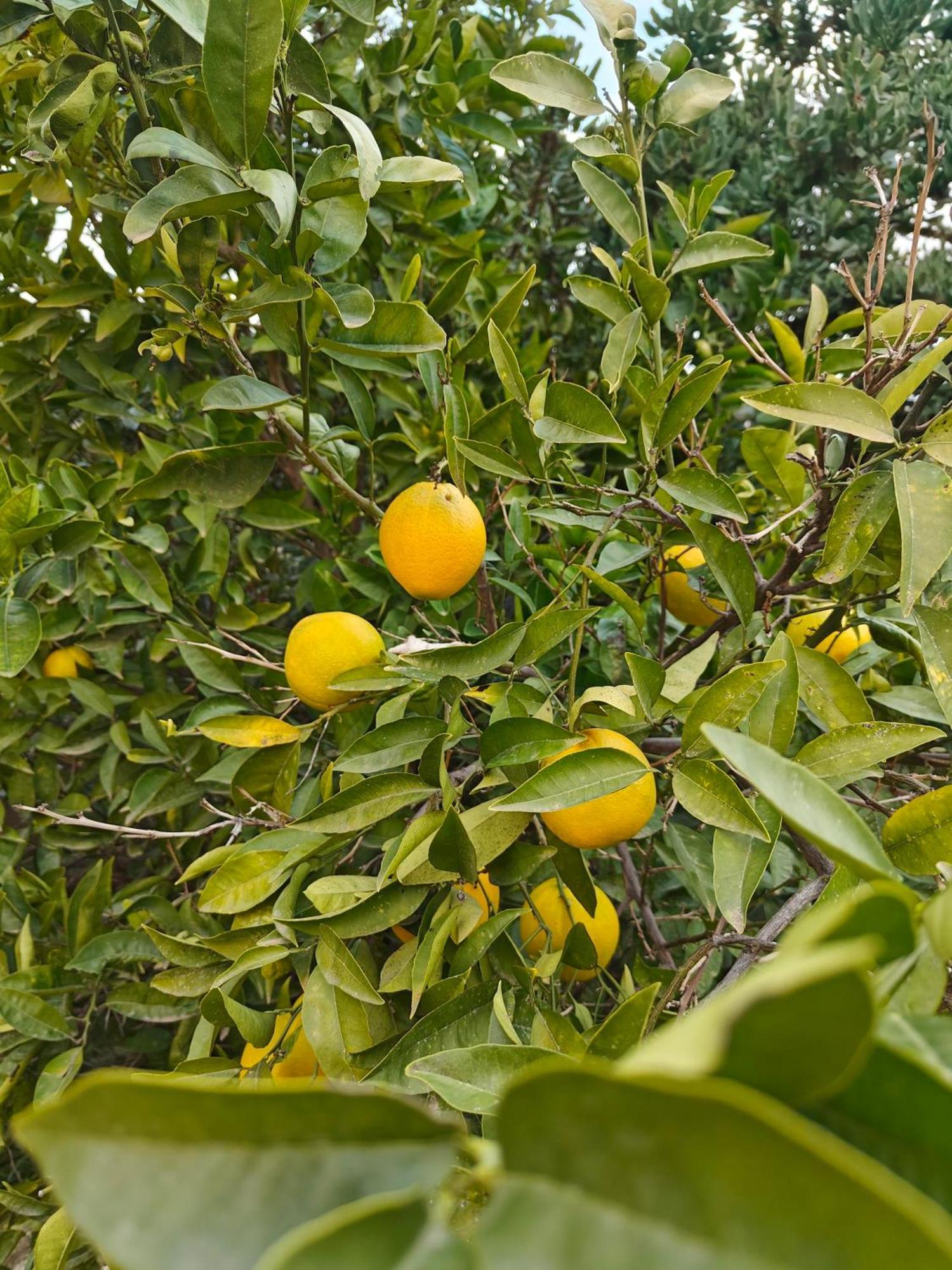 Finca Oliva Bolulla Exterior foto